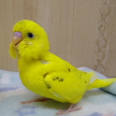 元気一杯！黄ハルクインセキセイさん来ました〜