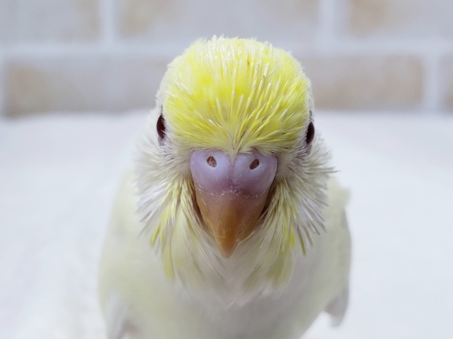 上品なお色クリームルチノーセキセイ