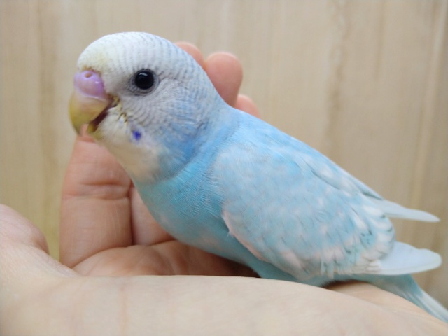 水色と白の合わせ技！美カラーセキセイさんいますよ〜