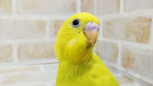 とっても黄色🍋 セキセイインコ(ダブルファクター) とっても黄色🍋 セキセイインコ(ダブルファクター)