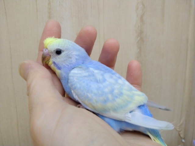 トサカがピヨッ！なセキセイインコさんが来ましたよ〜