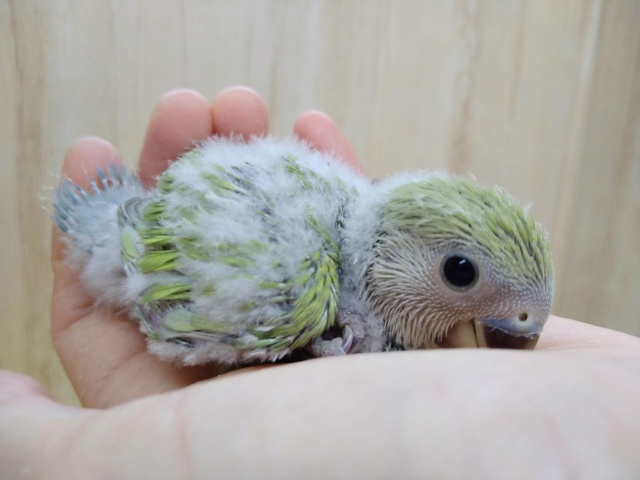 渋めなシナモンカラーの小桜インコさん来ました!