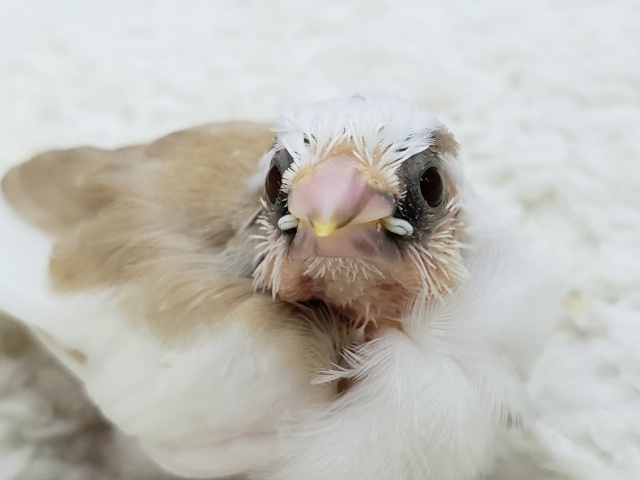 スッゴく小さい白茶十姉妹です。