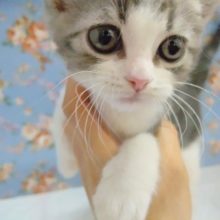 ピンクの肉球♡スコティッシュフォールド(立ち耳) 男の子♪