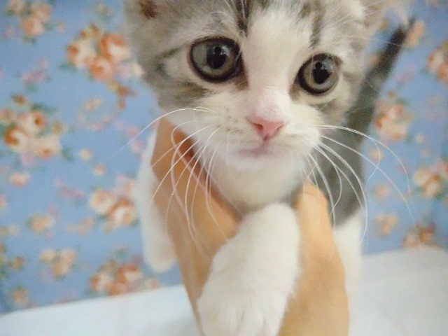 ピンクの肉球♡スコティッシュフォールド(立ち耳) 男の子♪