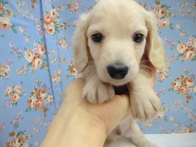 ぽ～～っと ミニチュアダックス 男の子♪