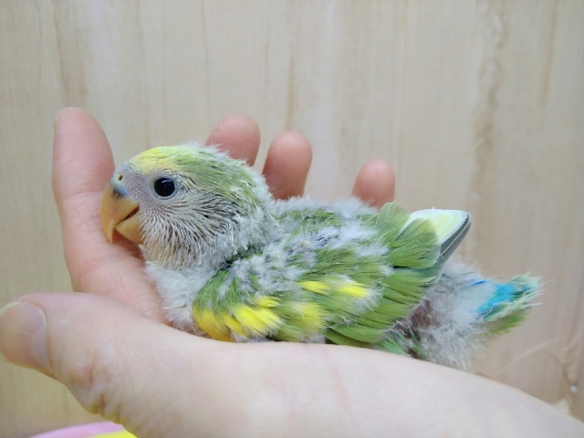 緑と淡い黄色の斑カラーの小桜インコヒナいますよ〜