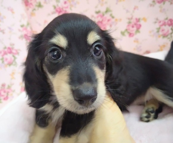 美人さん！ミニチュアダックス 女の子♪