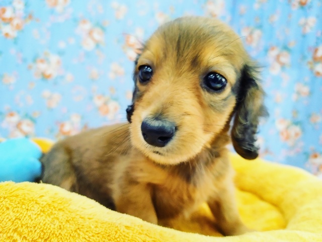 癒され男子！ミニチュアダックスくん入荷しました～♥️