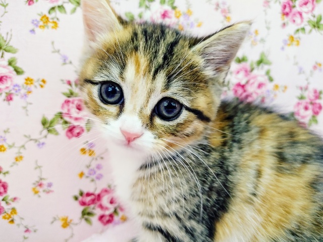 これぞ美人！！スコティッシュフォールドの女の子入荷しました♥️