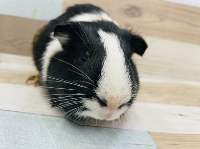 モルモットの男の子入荷いたしました！！