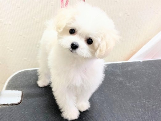 最新！子ひつじさんですか～？MIX犬(マルチーズ×トイプードル) 女の子♪