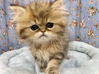 甘えん坊、至極。ペルシャの男のコ 2021.7/2撮影