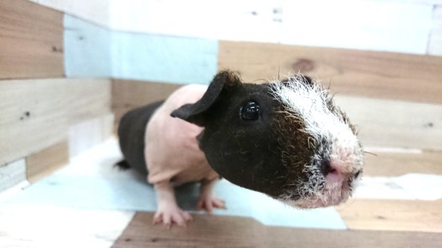 むちむちムチムチ☆スキニーギニアピッグ 男のコ～