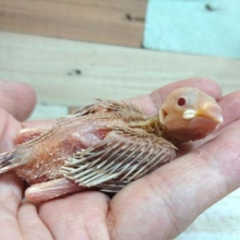 時期的に貴重な存在～～シナモン文鳥☆