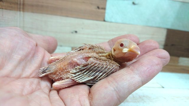 時期的に貴重な存在～～シナモン文鳥☆