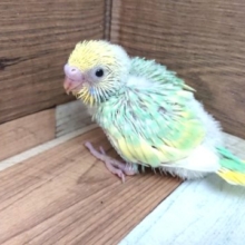 爽やか☆グリーンがｷﾚｲ！セキセイインコ　レインボー～～