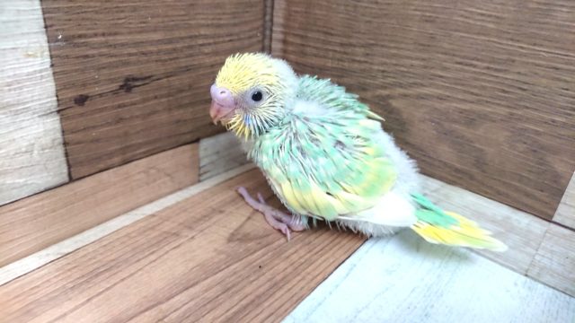爽やか☆グリーンがｷﾚｲ！セキセイインコ　レインボー～～