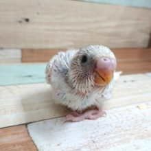 ｷﾚｲ。。ねっ！　セキセイインコ　スパングルパイド～～