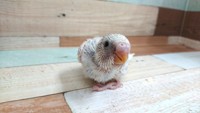 ｷﾚｲ。。ねっ！　セキセイインコ　スパングルパイド～～