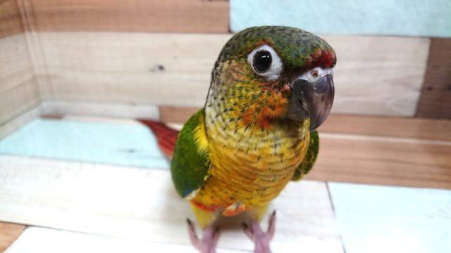 甘えじょうず♪ワキコガネウロコインコ～～　
