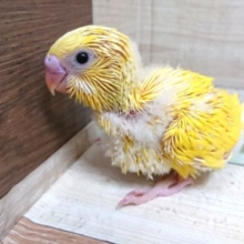 文句なしの人気カラー！　ダブルファクターになります。セキセイインコ～～