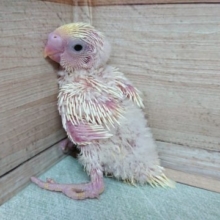 おチビちゃん♬　セキセイインコ～クリームっ