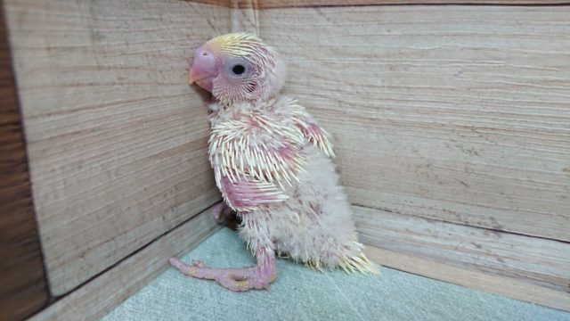 おチビちゃん♬　セキセイインコ～クリームっ