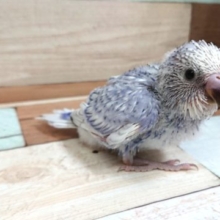 珍しく、バイオレット系のスパングルです！　セキセイインコ～～