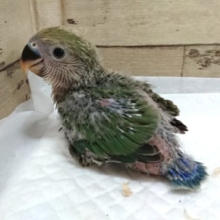やはり人気モノです！コザクラインコ　ノーマル～～