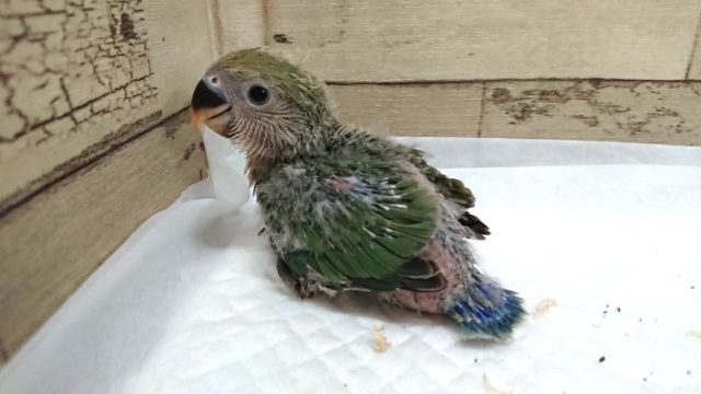 やはり人気モノです！コザクラインコ　ノーマル～～