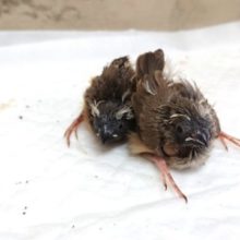 動画あり！　　天使のアホ毛☆　とろけます～　キンカチョウ