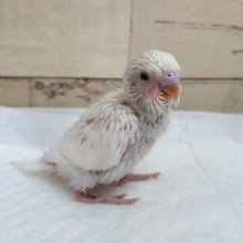 久々の入荷です！セキセイインコ　ダブルファクター　2021　7月16日