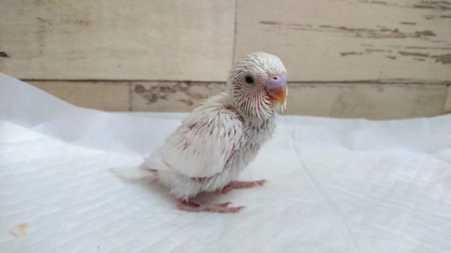 久々の入荷です！セキセイインコ　ダブルファクター　2021　7月16日