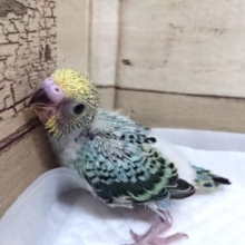 エメラルドグリーンがｷﾚｲなオパーリン。　2021　7月16日