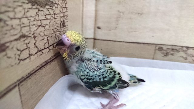 エメラルドグリーンがｷﾚｲなオパーリン。　2021　7月16日