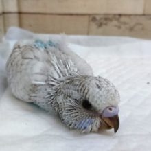 お待たせしました～人気のジャンボセキセイインコ　2021　7月16日