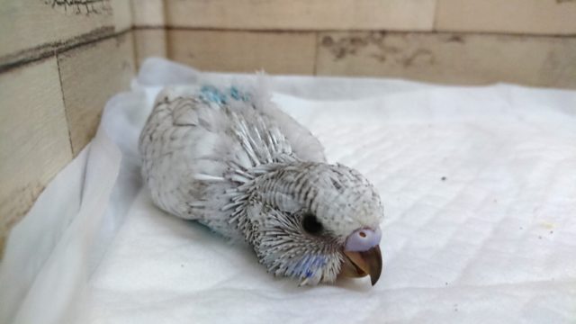 お待たせしました～人気のジャンボセキセイインコ　2021　7月16日
