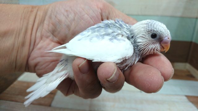 お上品なカラーです。セキセイインコ　スパングルパイド～～