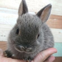 おっと～～りマイペース♬　ネザーランドドワーフラビット～～