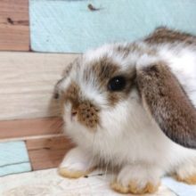 飛びそう。。ロップイヤー　やってきました♪