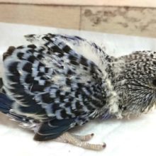 手からこぼれそうです。。ジャンボセキセイインコ～～