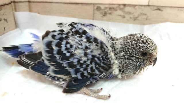 手からこぼれそうです。。ジャンボセキセイインコ～～