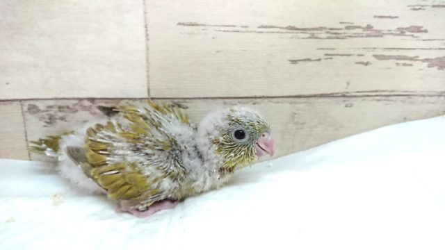 ツヤツヤなサザナミインコです☆　グリーン系スパングル　2021　７月２３日