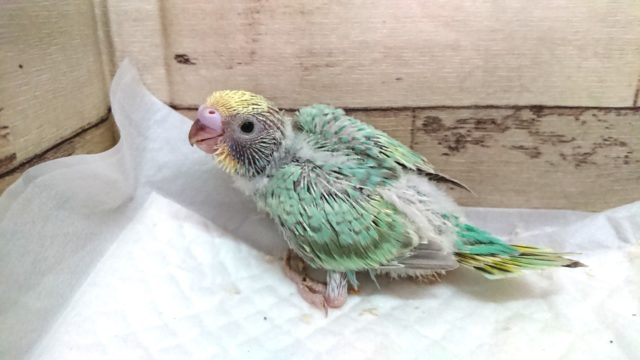 個性がでますよーー　セキセイインコ　レインボー　2021　7月23日