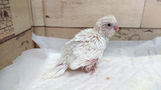 久々真っ白のセキセイインコ～　ダブルファクター　ホワイト　2021　7月23日