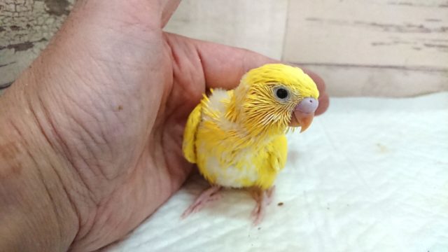 大人気です！！　セキセイインコ　ダブルファクター　イエロー　2021　7月23日