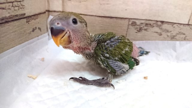 どーぉもっ！コザクラインコ　ノーマルです！！　2021　７月２３日