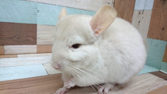 動画あり！  がっちり！むちむちのバディです♪　おやつ大好きチンチラ～～