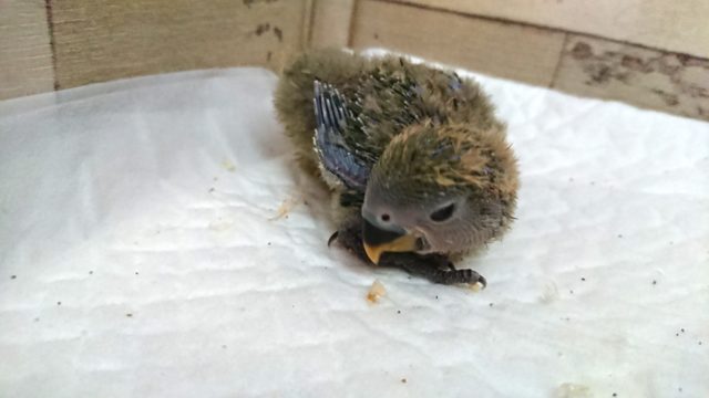 安定の人気モノ！　コザクラインコ　ノーマルですっ